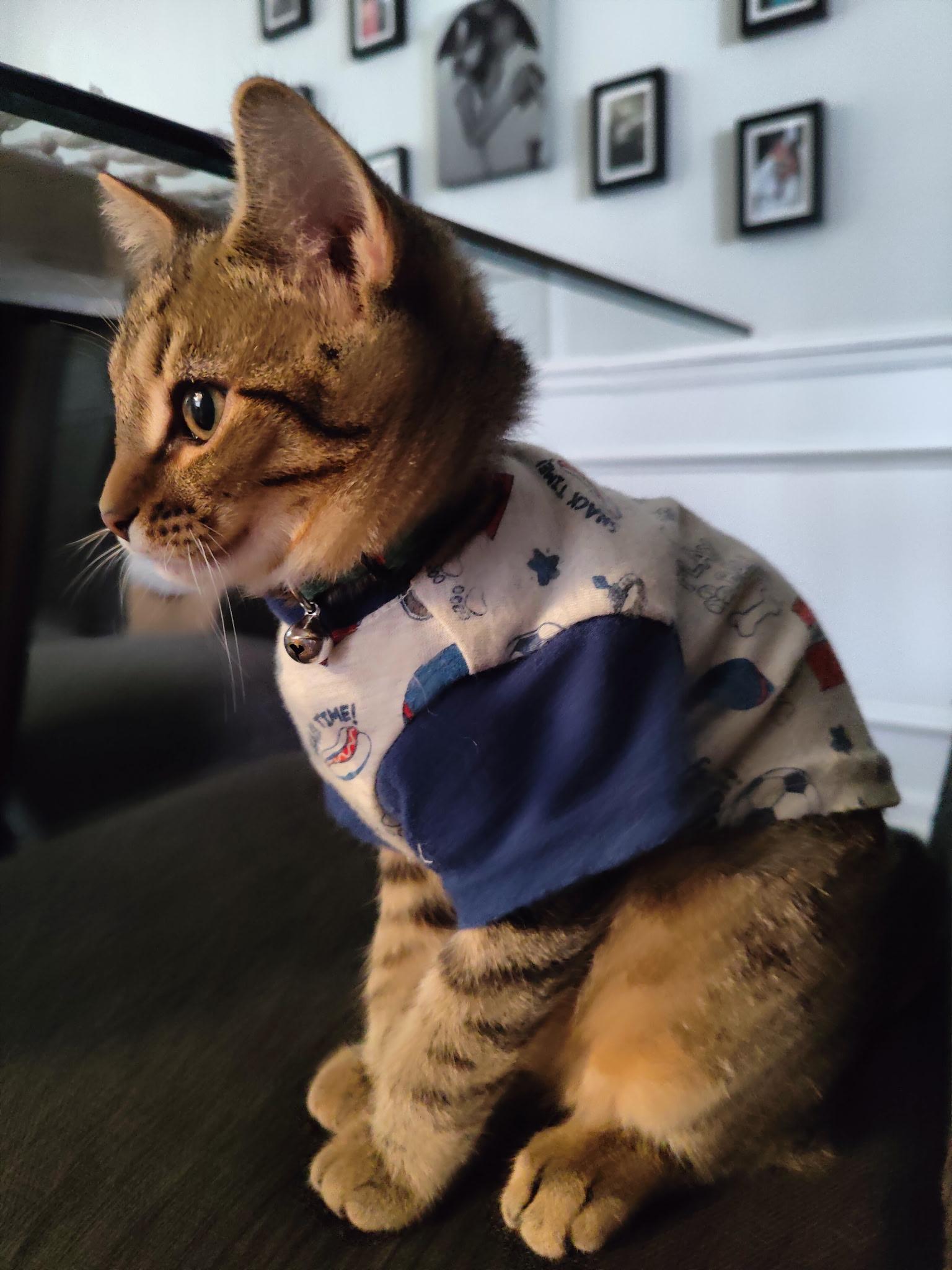 Bastian, a Adoptable mixed breed in Greensboro, NC image 2/6