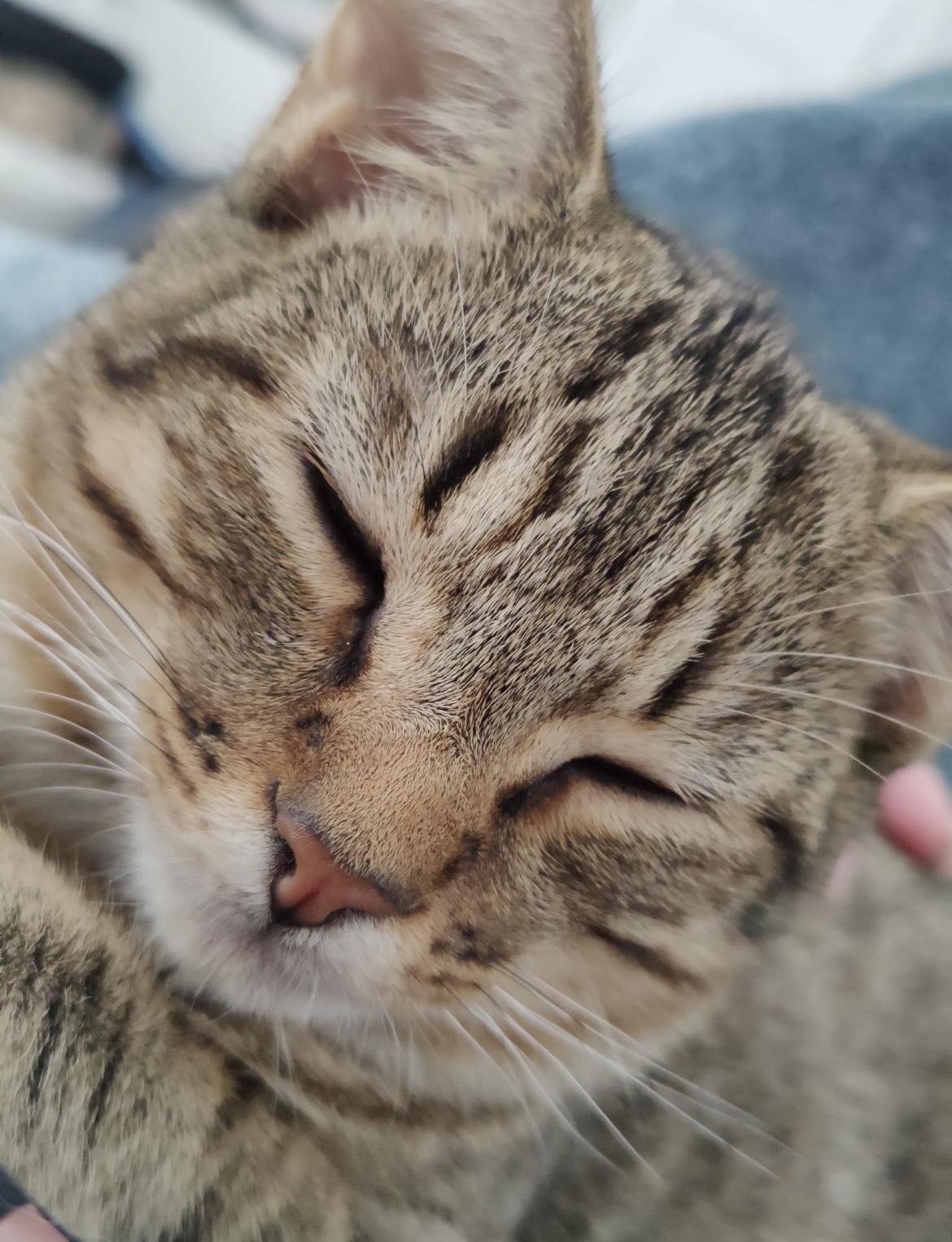 Enlarge Bastian, a Adoptable mixed breed in Greensboro, NC image 4/5