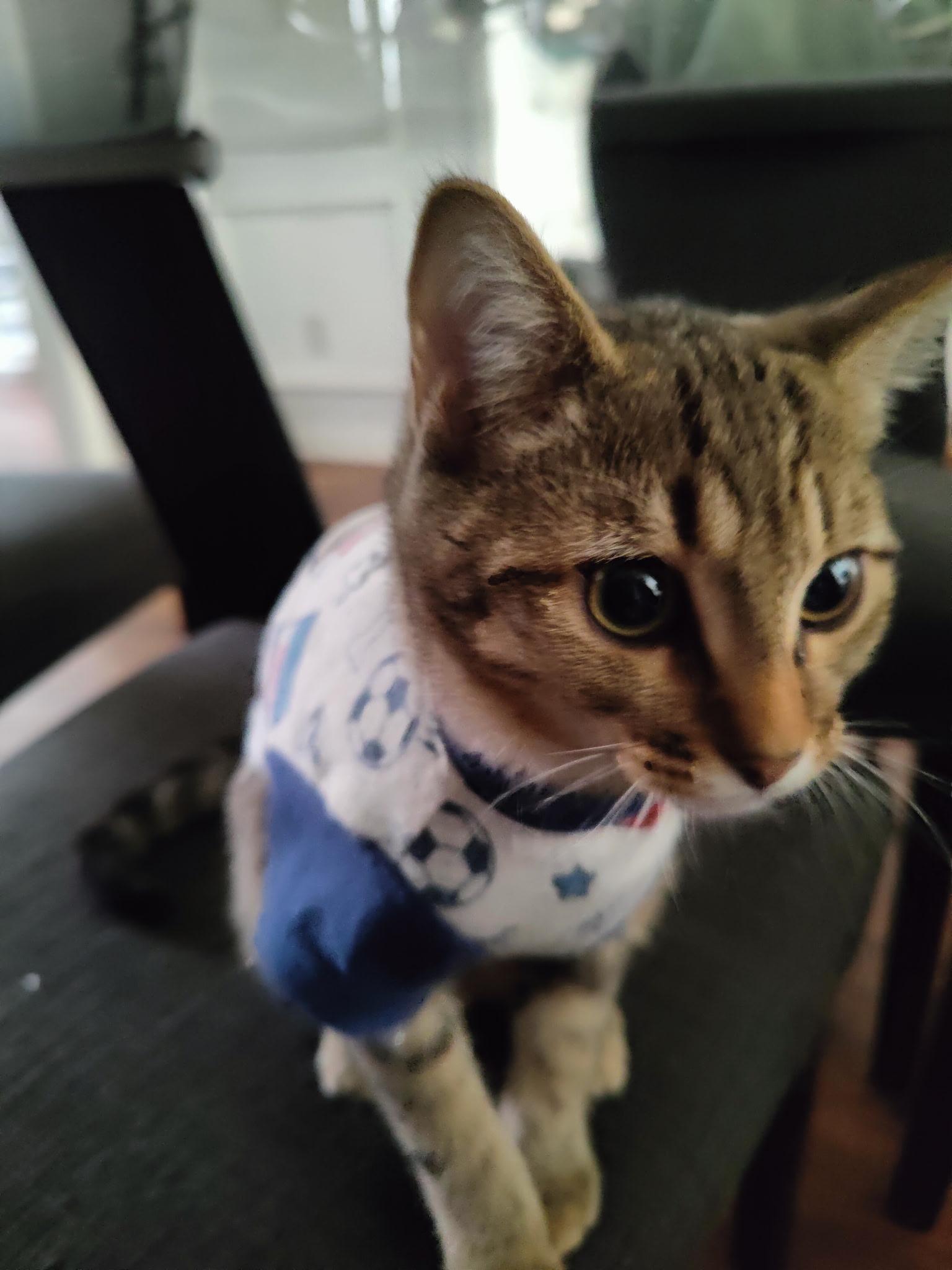 Bastian, a Adoptable mixed breed in Greensboro, NC image 1/6