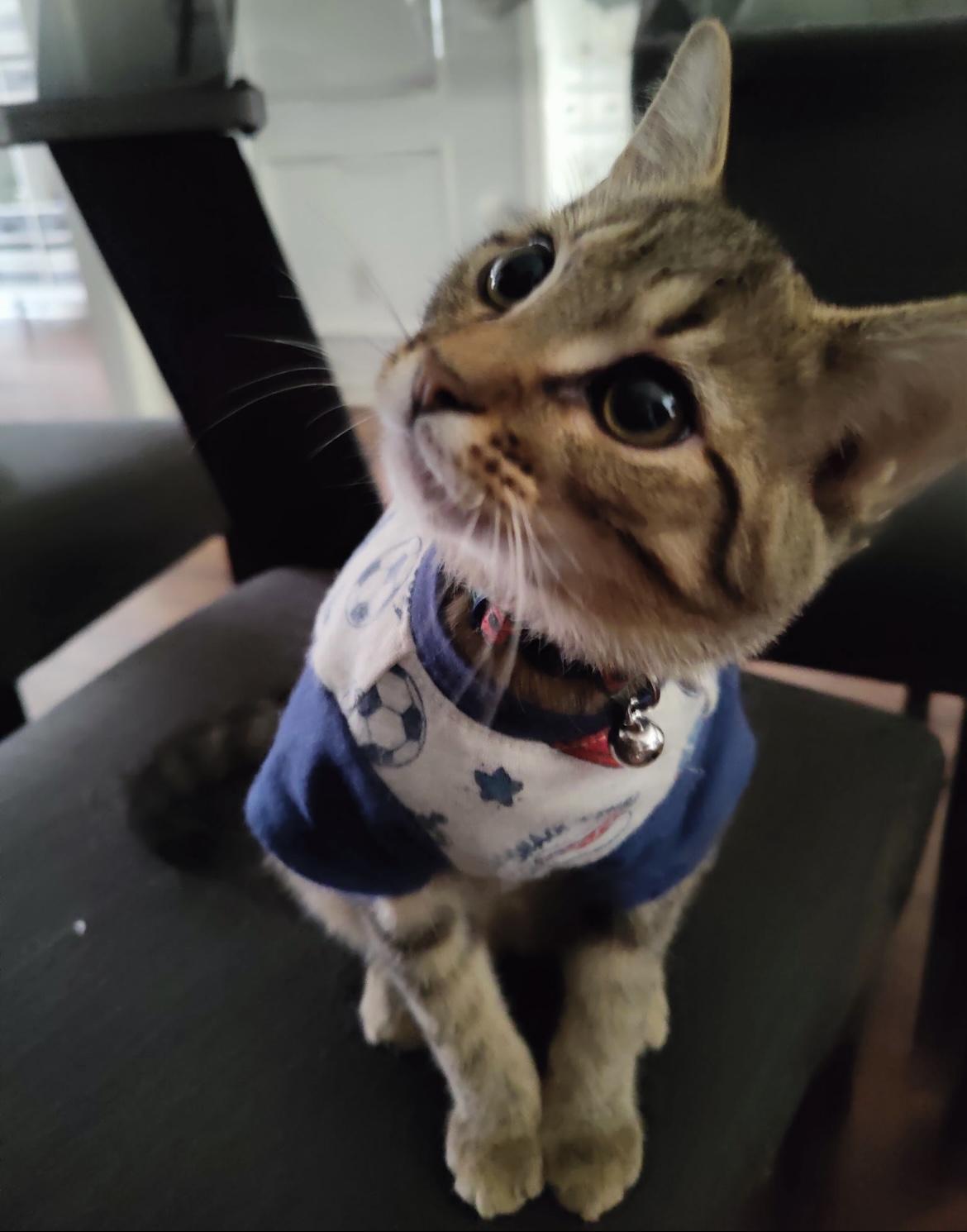 Enlarge Bastian, a Adoptable mixed breed in Greensboro, NC image 5/5