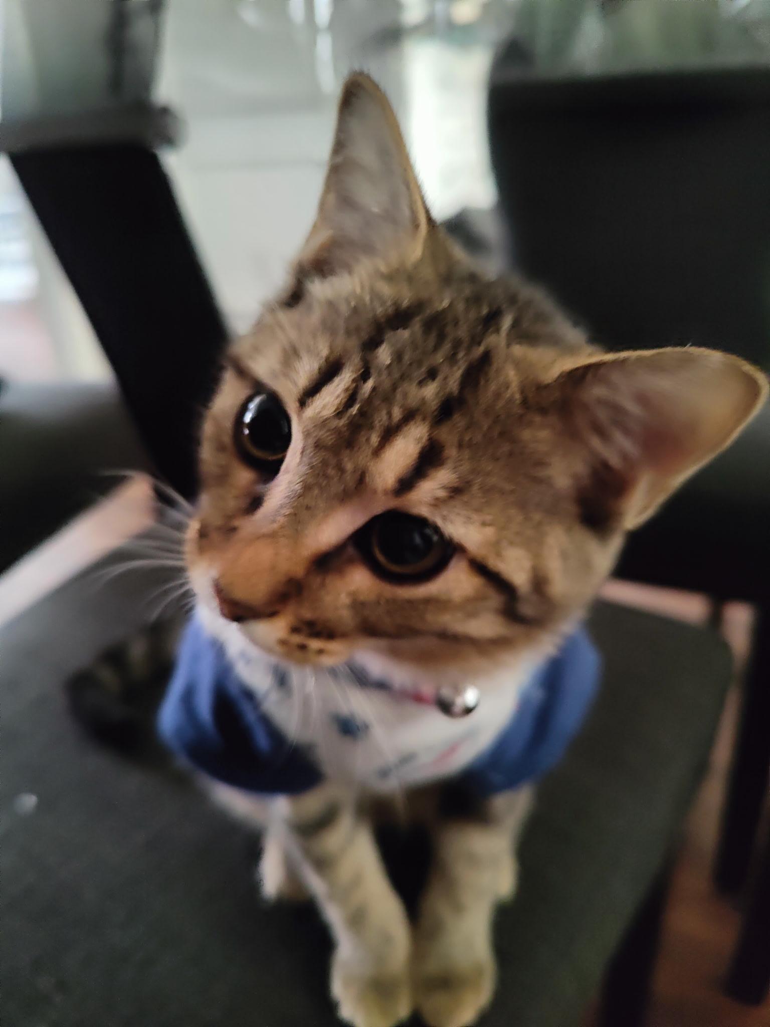 Bastian, a Adoptable mixed breed in Greensboro, NC image 4/6