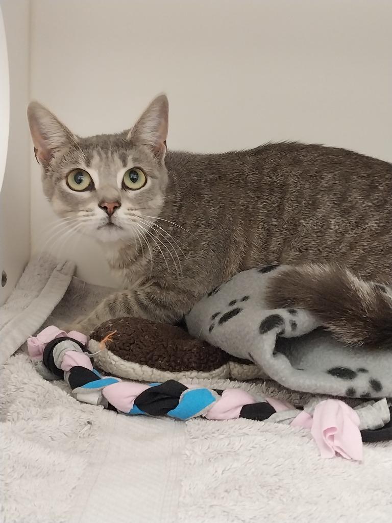 Rue, Adoptable, Young Female Domestic Short Hair.