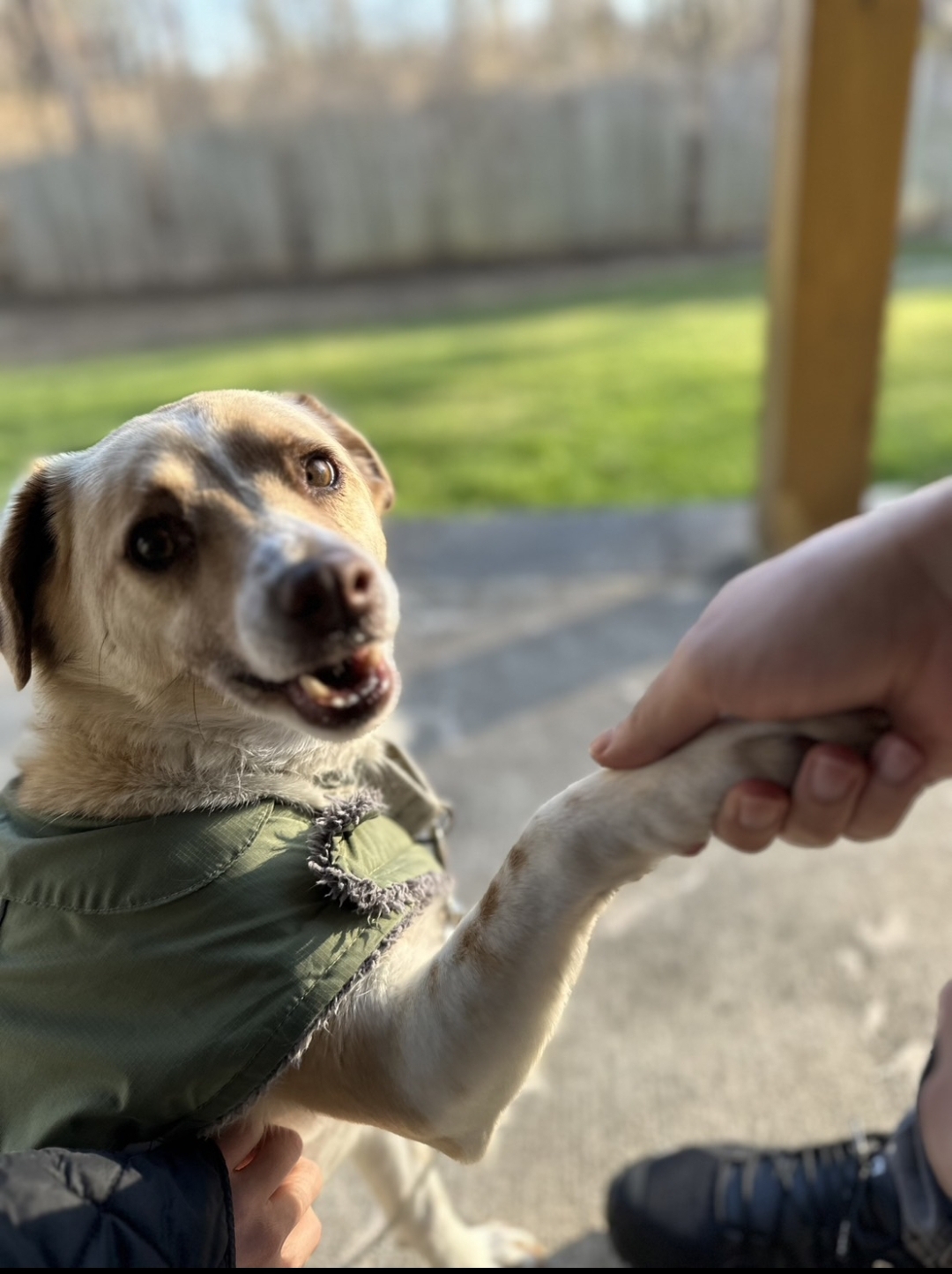 Simba