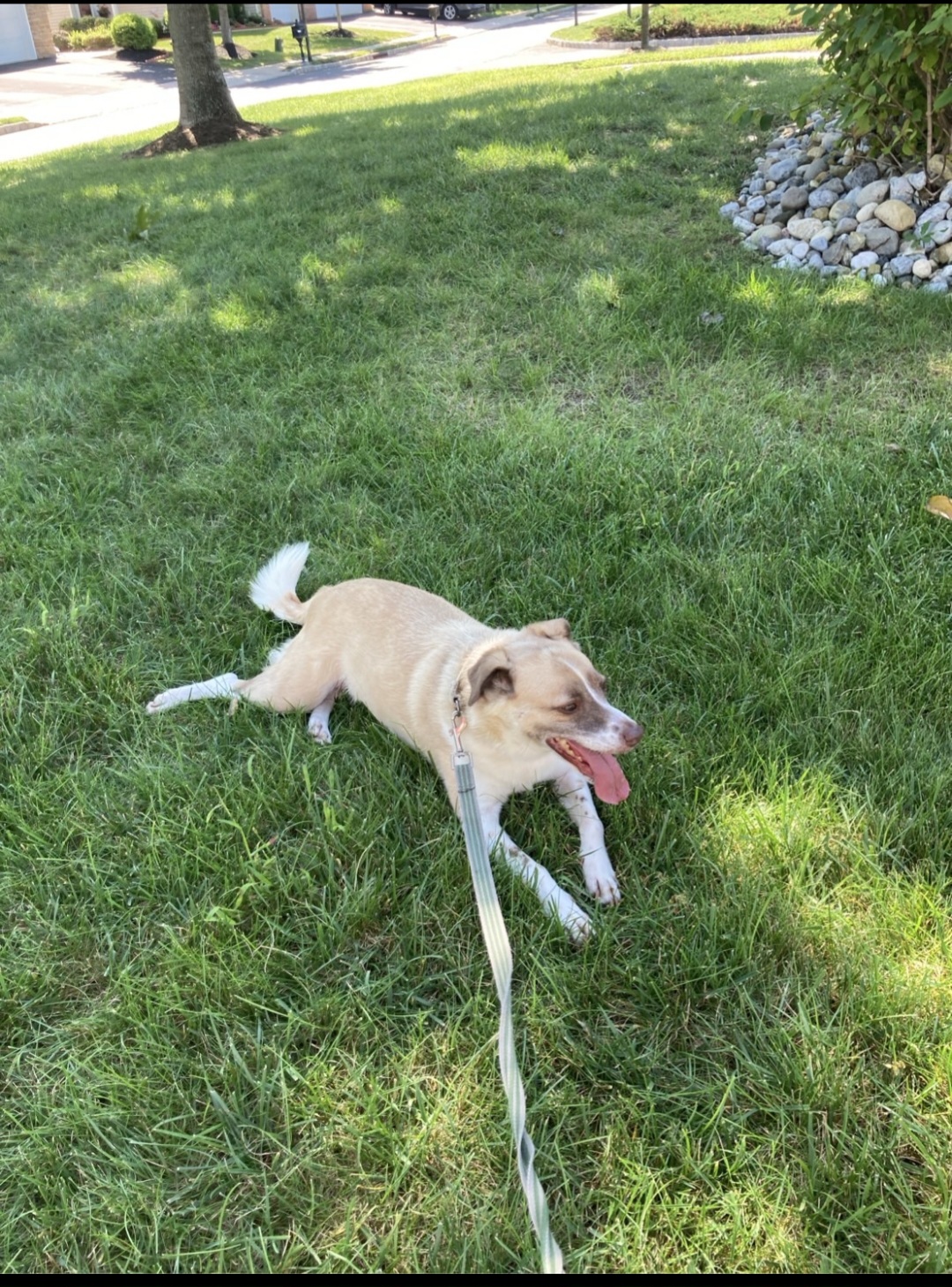 Enlarge Simba, a Adoptable mixed breed in Conshohocken, PA image 2/5