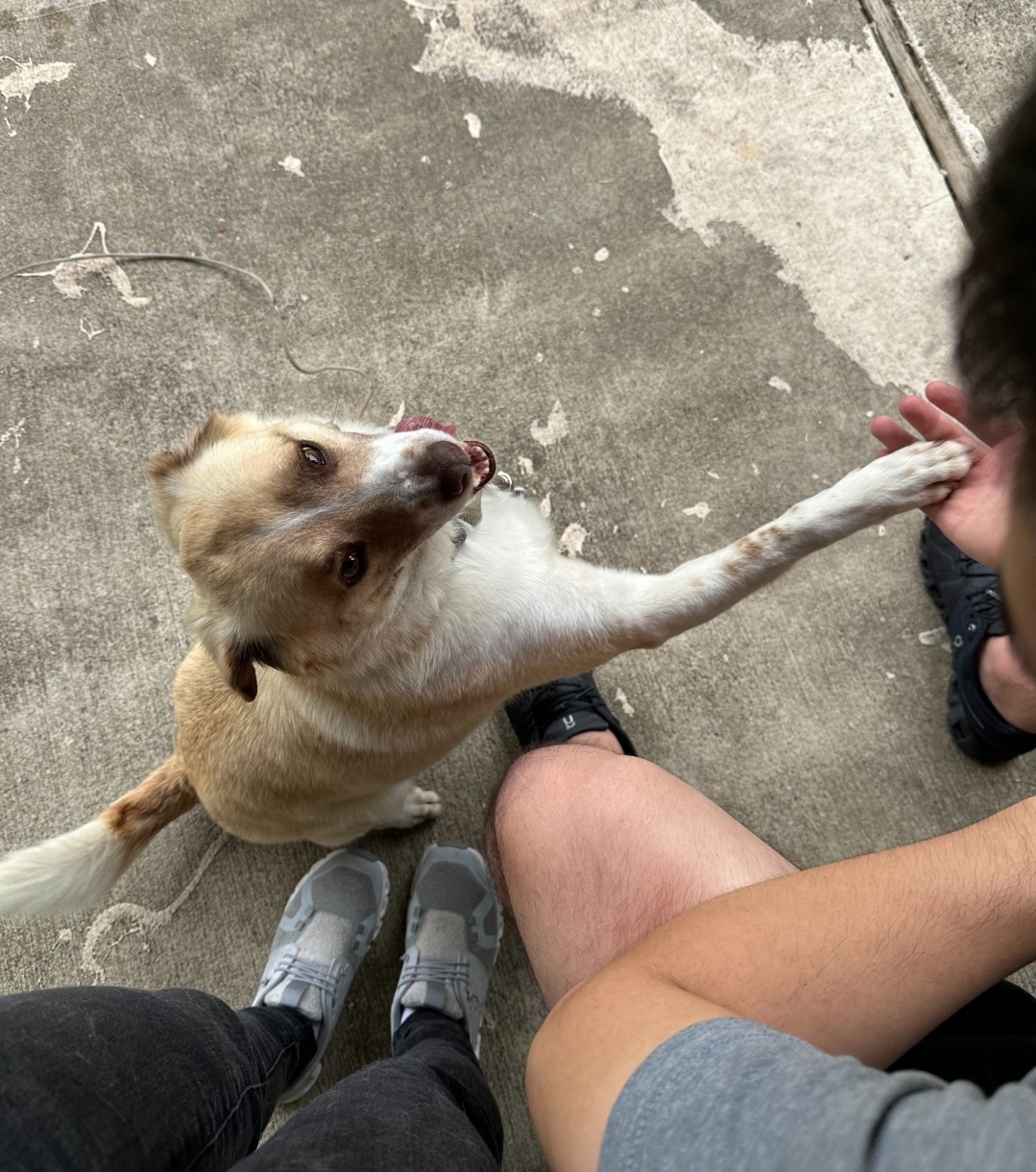 Enlarge Simba, a Adoptable mixed breed in Conshohocken, PA image 4/5