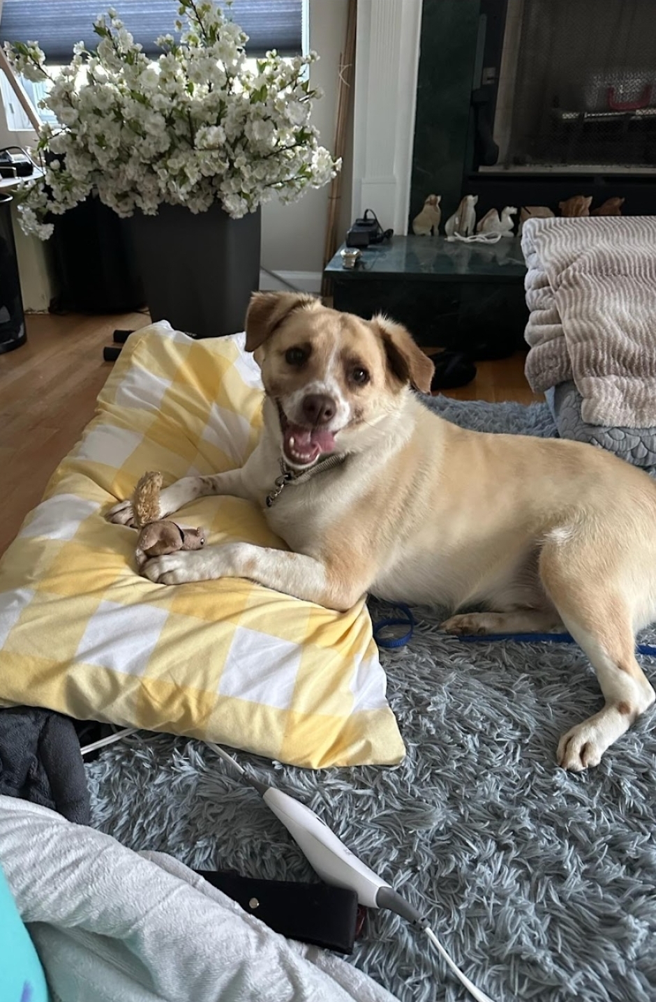 Enlarge Simba, a Adoptable mixed breed in Conshohocken, PA image 5/5