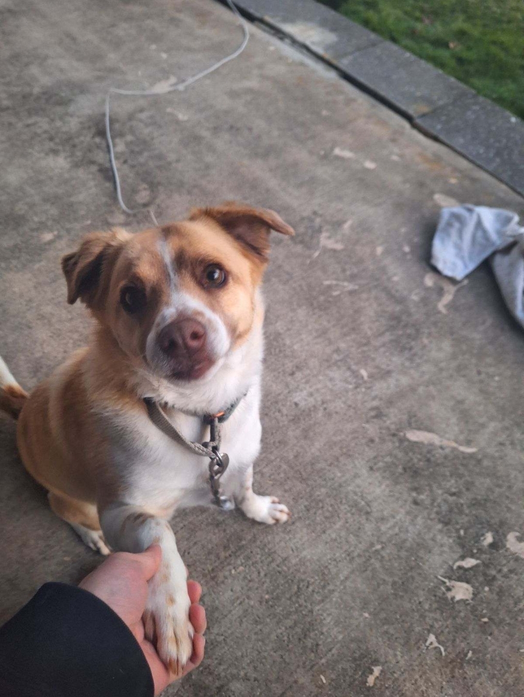 Enlarge Simba, a Adoptable mixed breed in Conshohocken, PA image 1/5