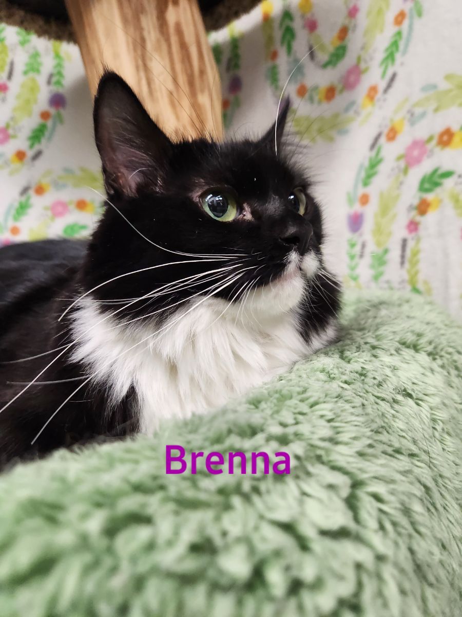 Brenna, a Adoptable Domestic Long Hair in Whitewater, WI image 2/4