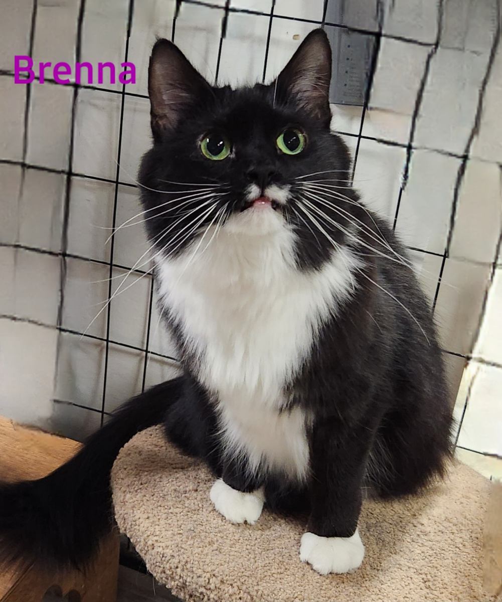 Brenna, a Adoptable Domestic Long Hair in Whitewater, WI image 1/4