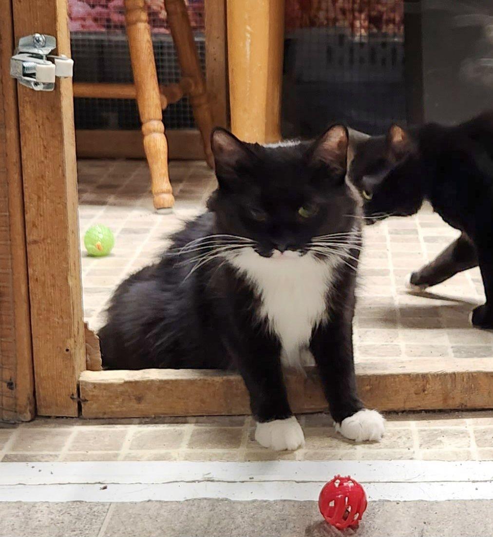 Brenna, a Adoptable Domestic Long Hair in Whitewater, WI image 3/4