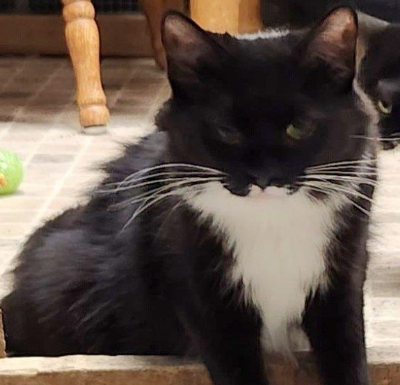 Brenna, a Adoptable Domestic Long Hair in Whitewater, WI image 4/4