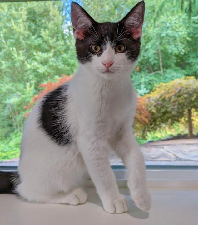 Enlarge Boo, a Adoptable Domestic Short Hair in Arlington, WA image 1/2