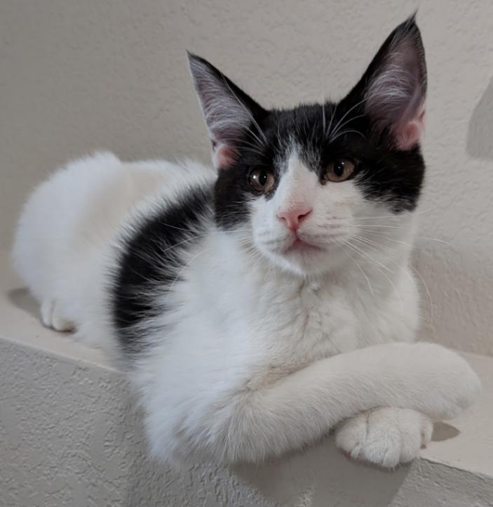 Enlarge Boo, a Adoptable Domestic Short Hair in Arlington, WA image 2/2