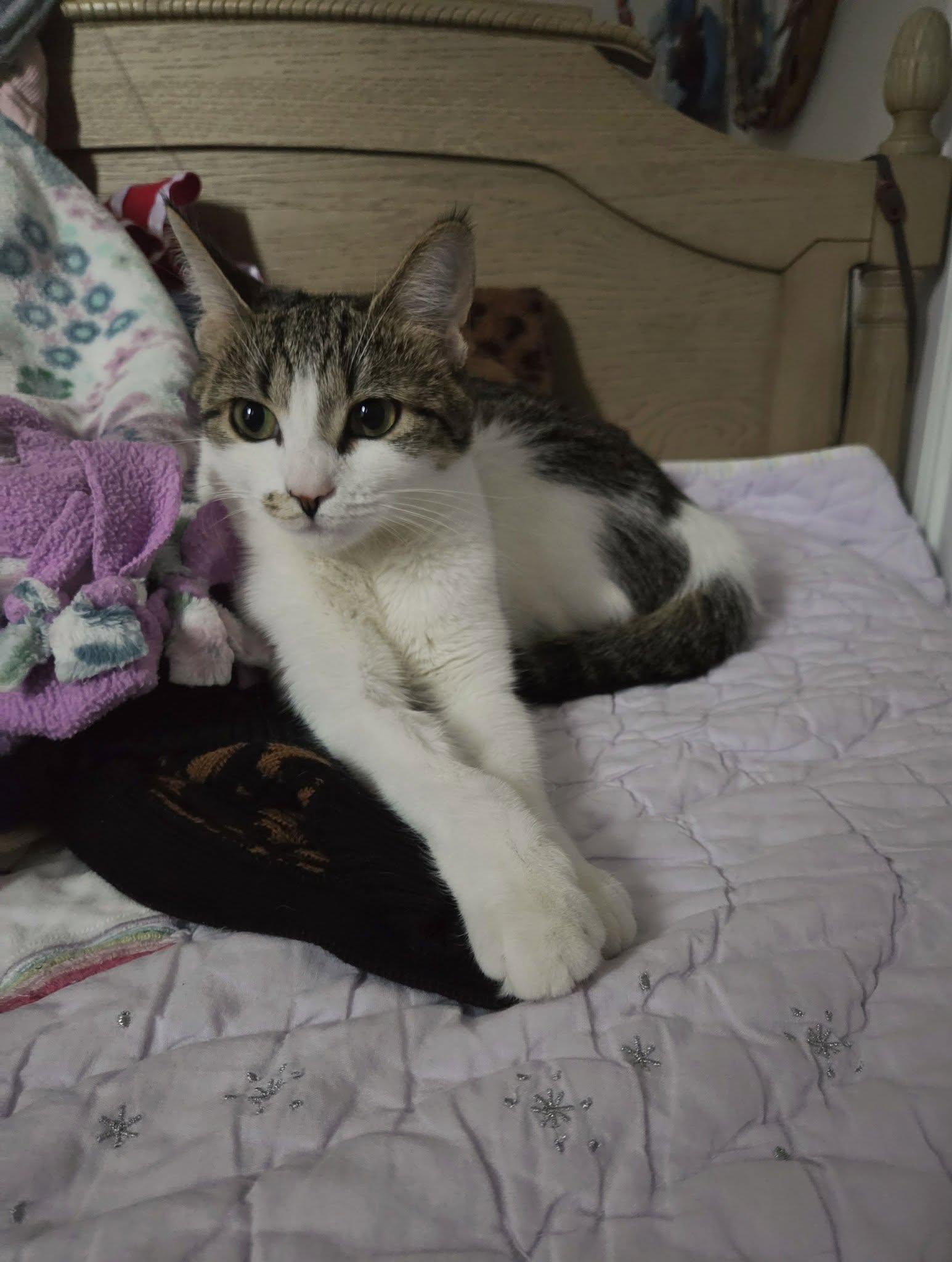 Mimi, Adoptable, Young Female Domestic Short Hair.