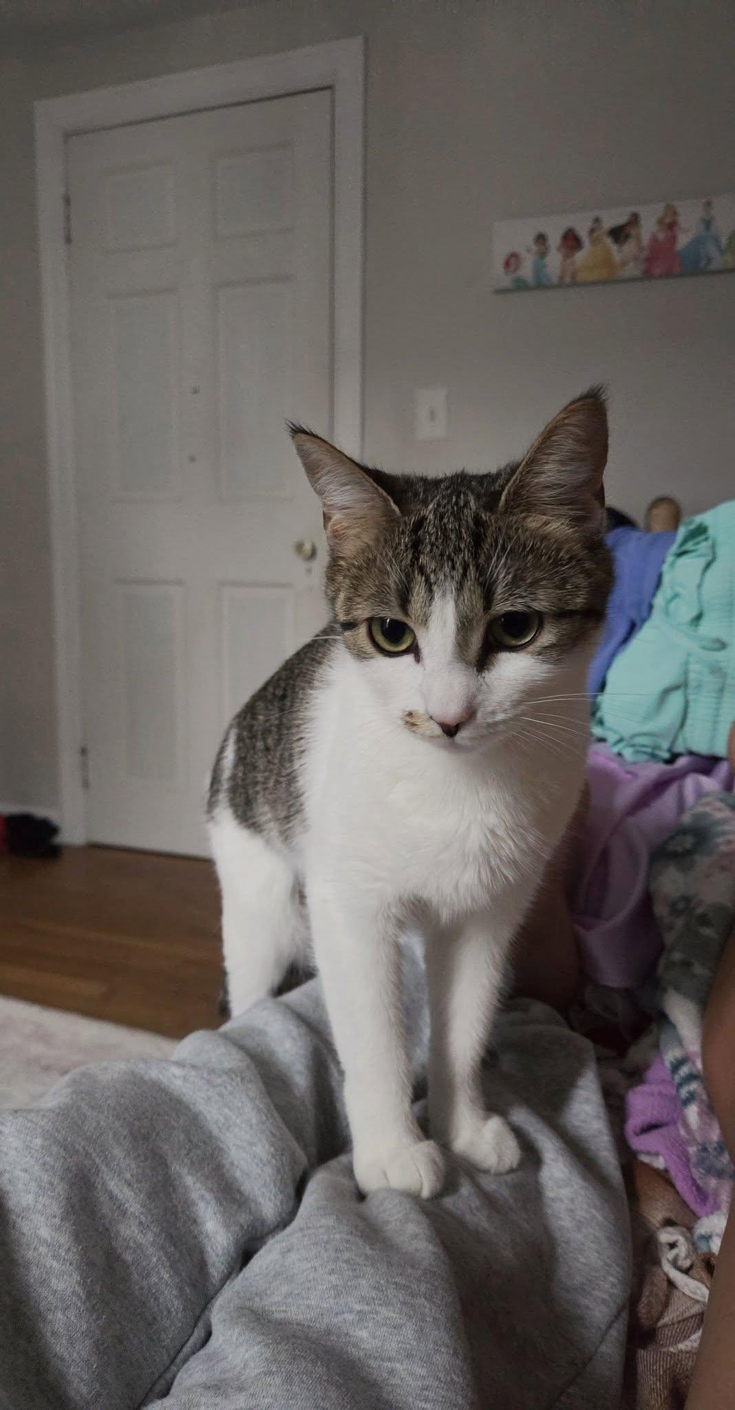 Mimi, a Adoptable Domestic Short Hair in Enfield, CT image 2/3