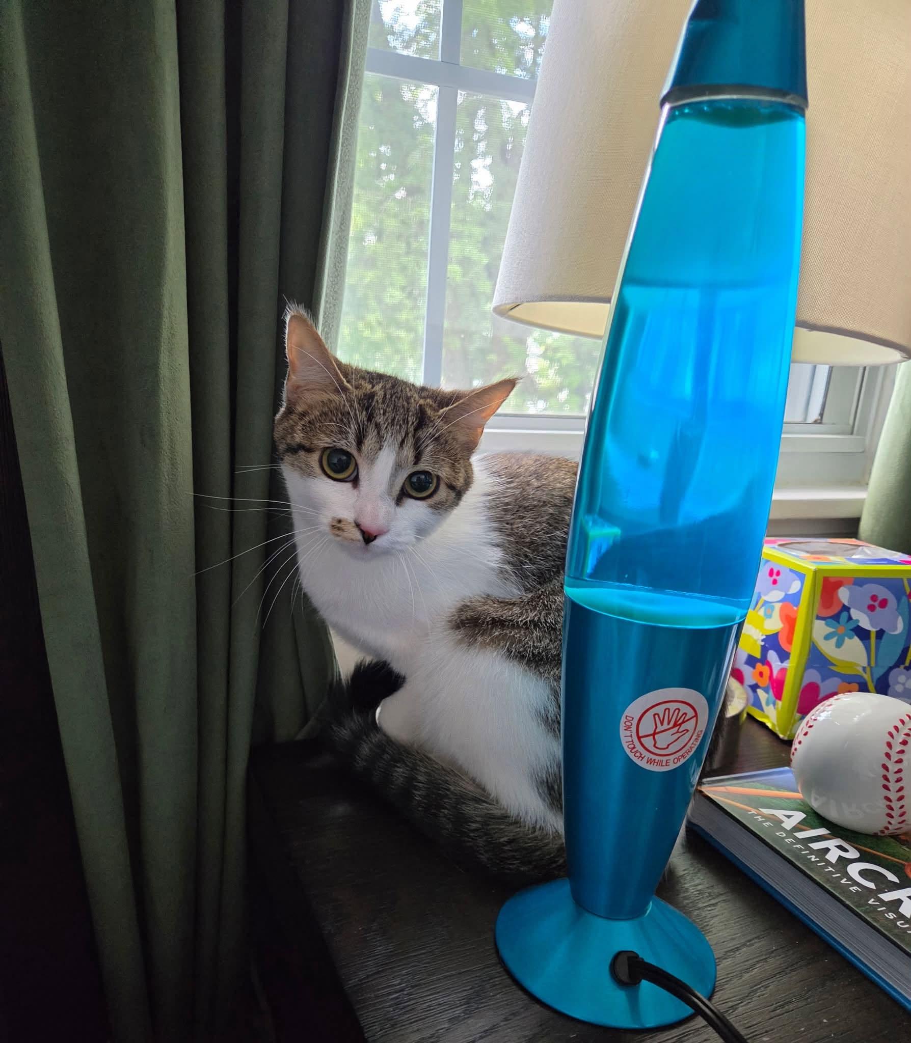 Mimi, a Adoptable Domestic Short Hair in Enfield, CT image 3/3