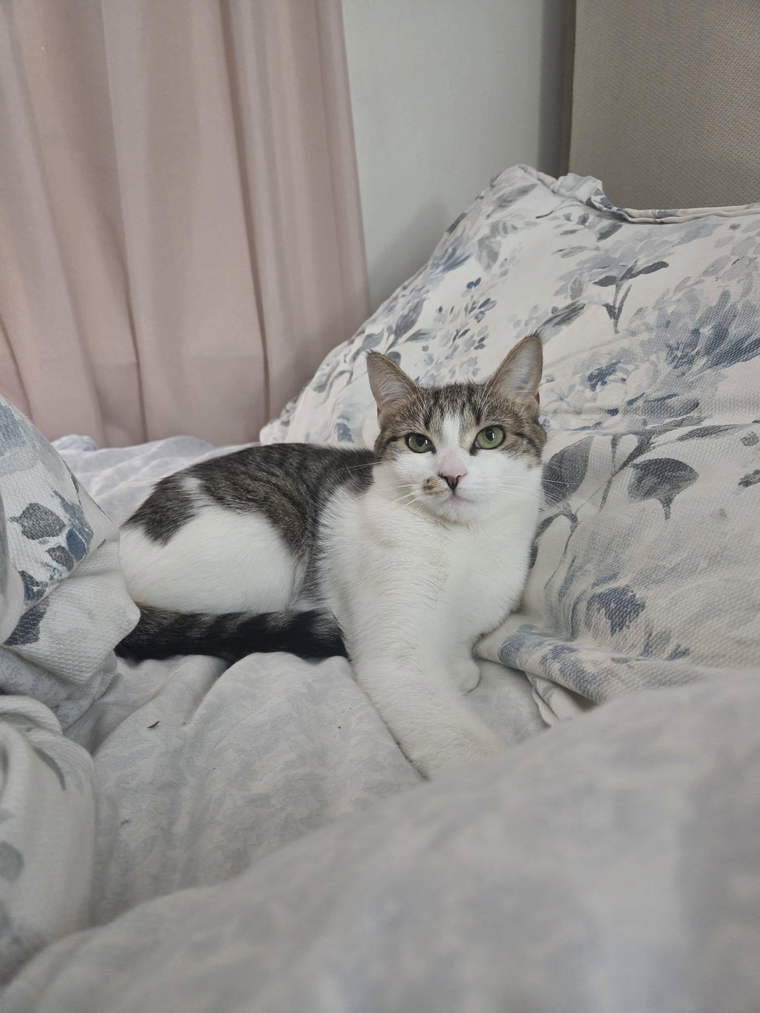 Mimi, a Adoptable Domestic Short Hair in Enfield, CT image 6/6