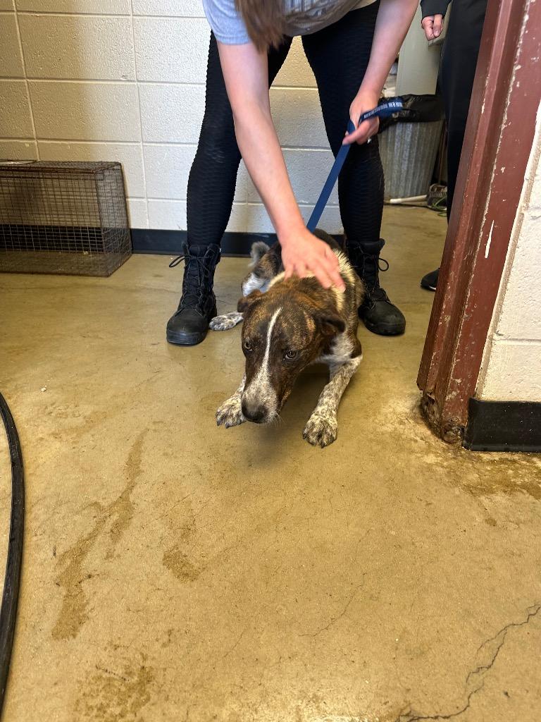 Enlarge Orion, a Adoptable mixed breed in Rock Springs, WY image 1/2