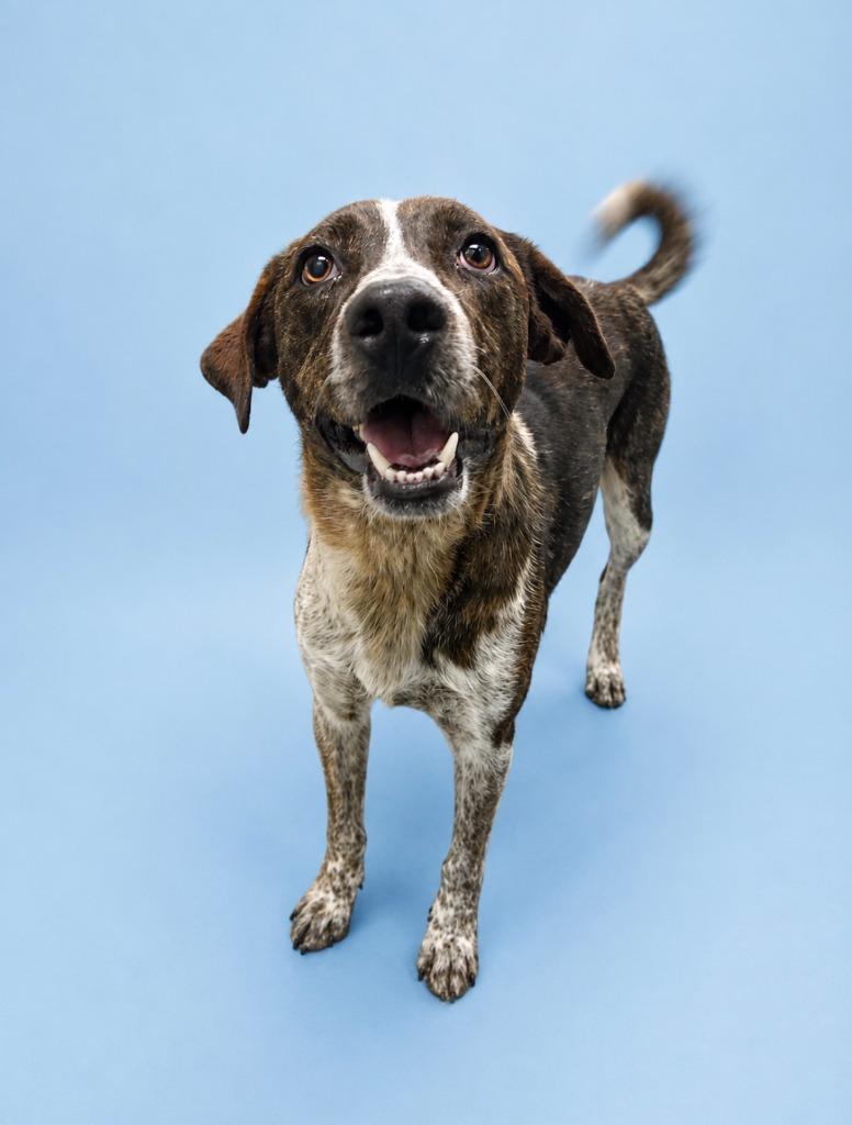 Enlarge Orion, a Adoptable mixed breed in Rock Springs, WY image 2/2