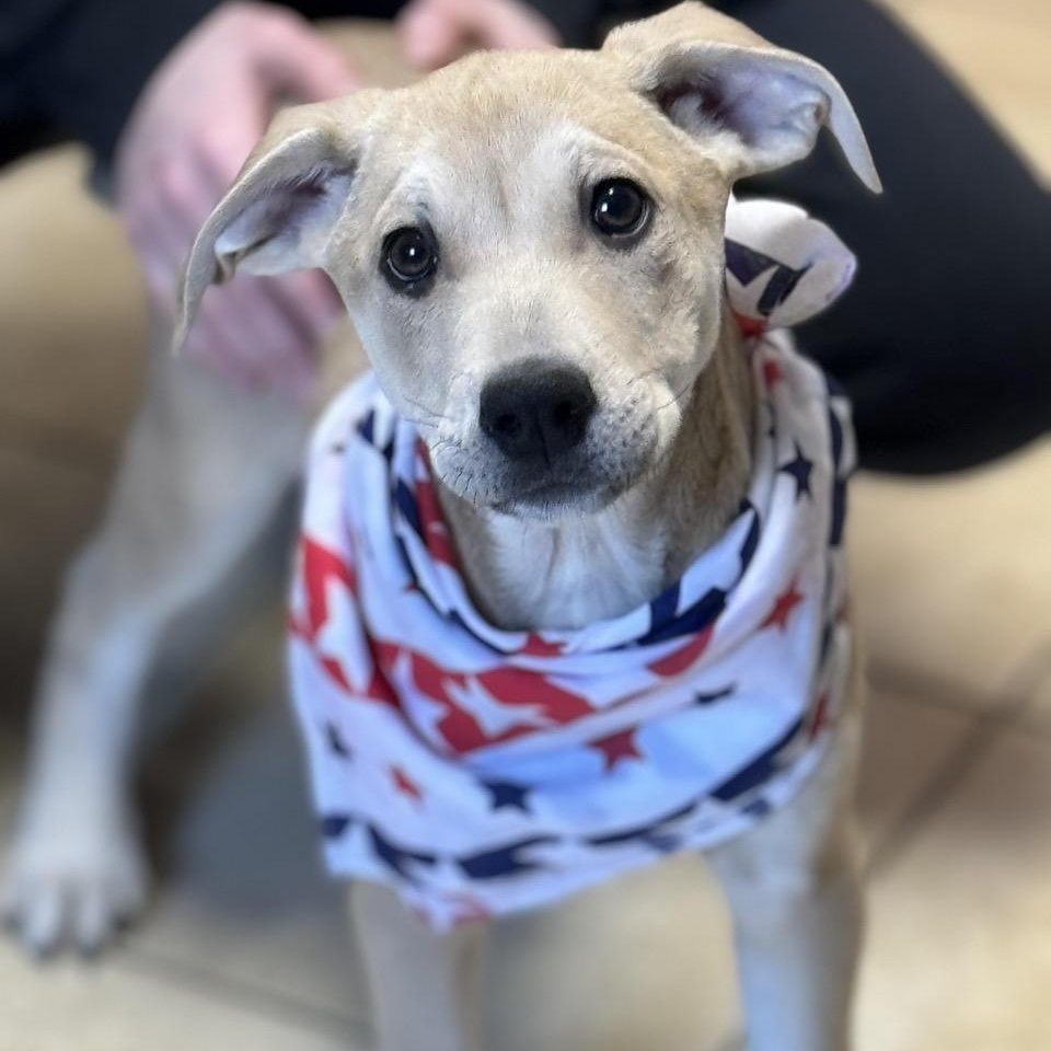 Enlarge Snickers, a Adoptable mixed breed in Sparta, NJ image 6/6