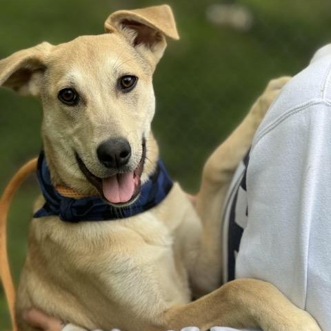 Enlarge Snickers, a Adoptable mixed breed in Sparta, NJ image 3/6