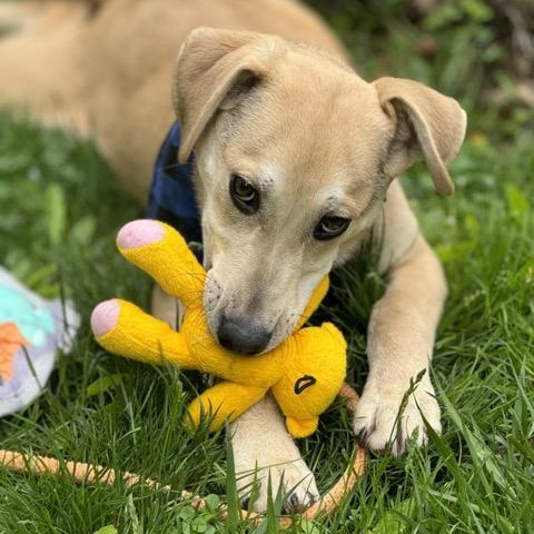 Enlarge Snickers, a Adoptable mixed breed in Sparta, NJ image 5/6