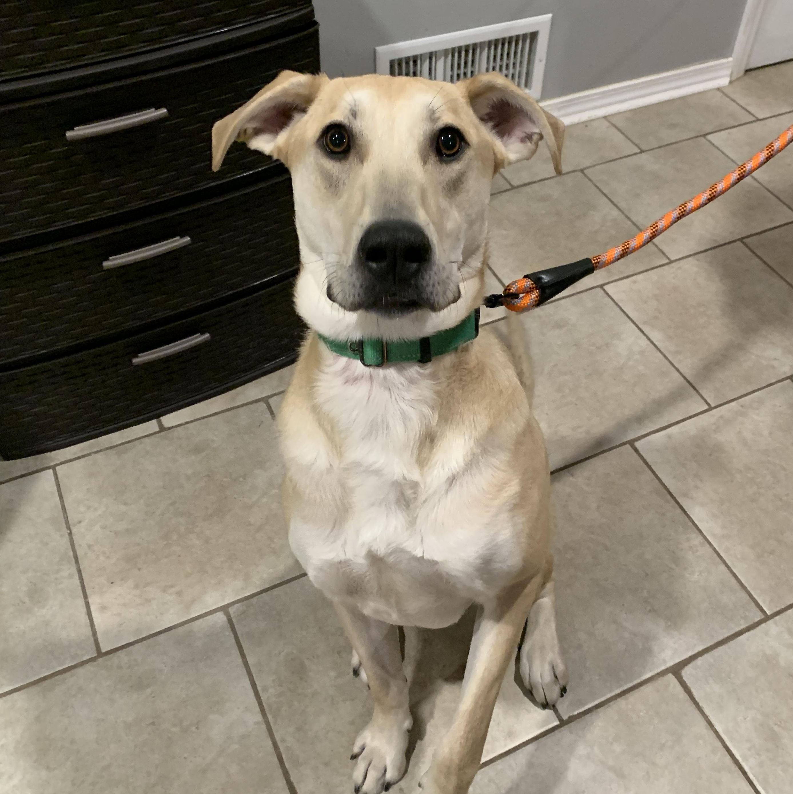 Snickers, adoptable, Young Male English Shepherd & Beagle.