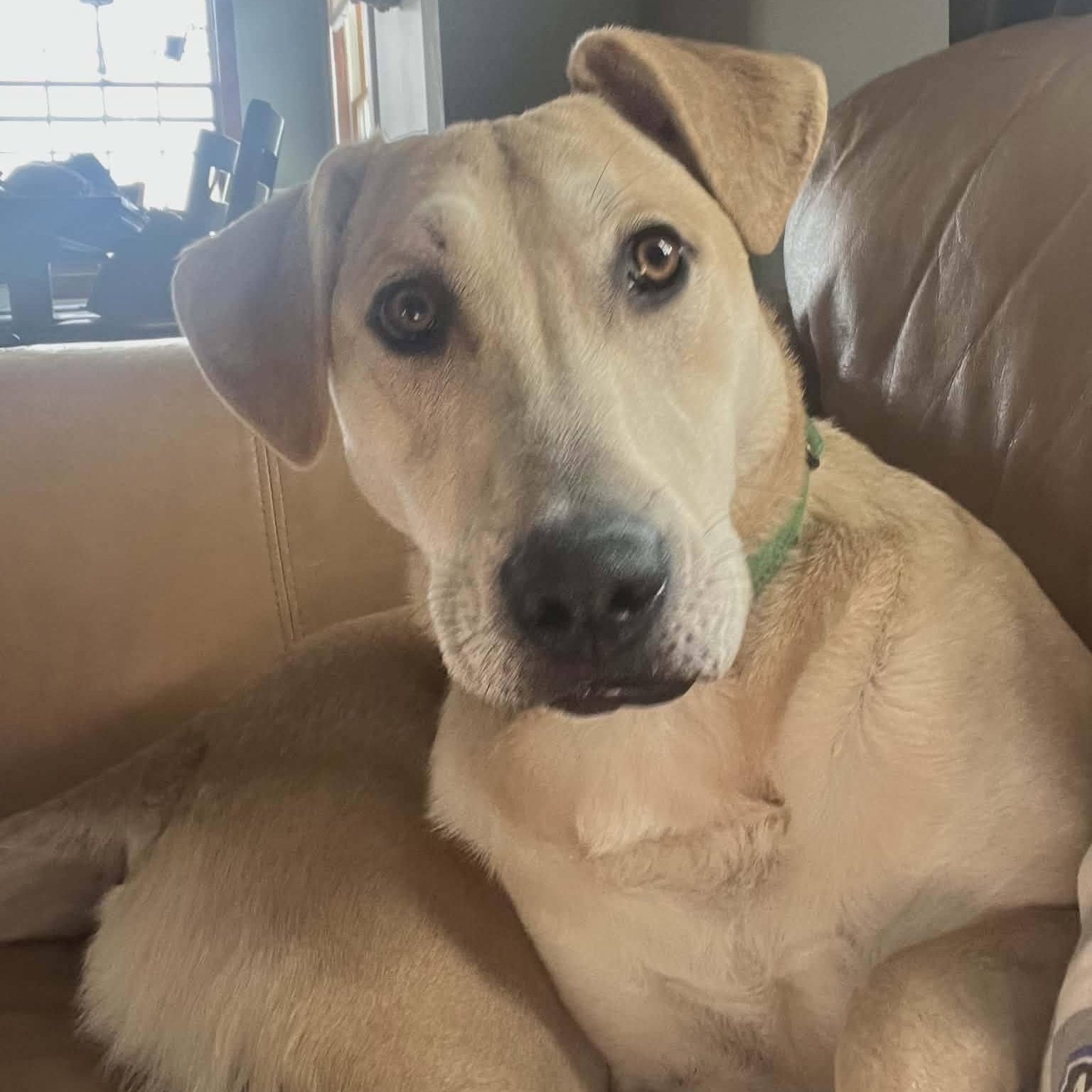 Enlarge Snickers, an adoptable mixed breed in Sparta, NJ image 2/6