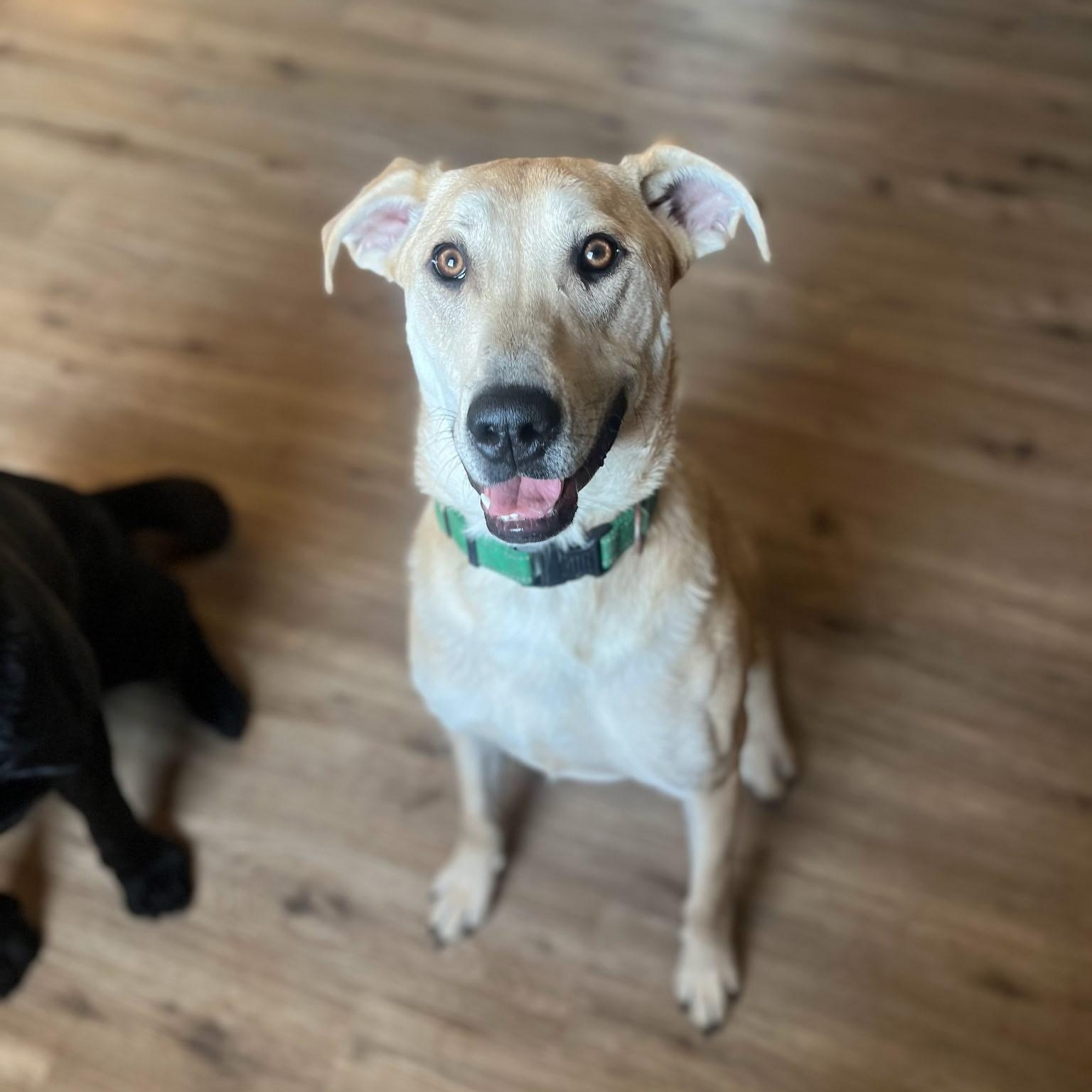 Enlarge Snickers, an adoptable mixed breed in Sparta, NJ image 1/6