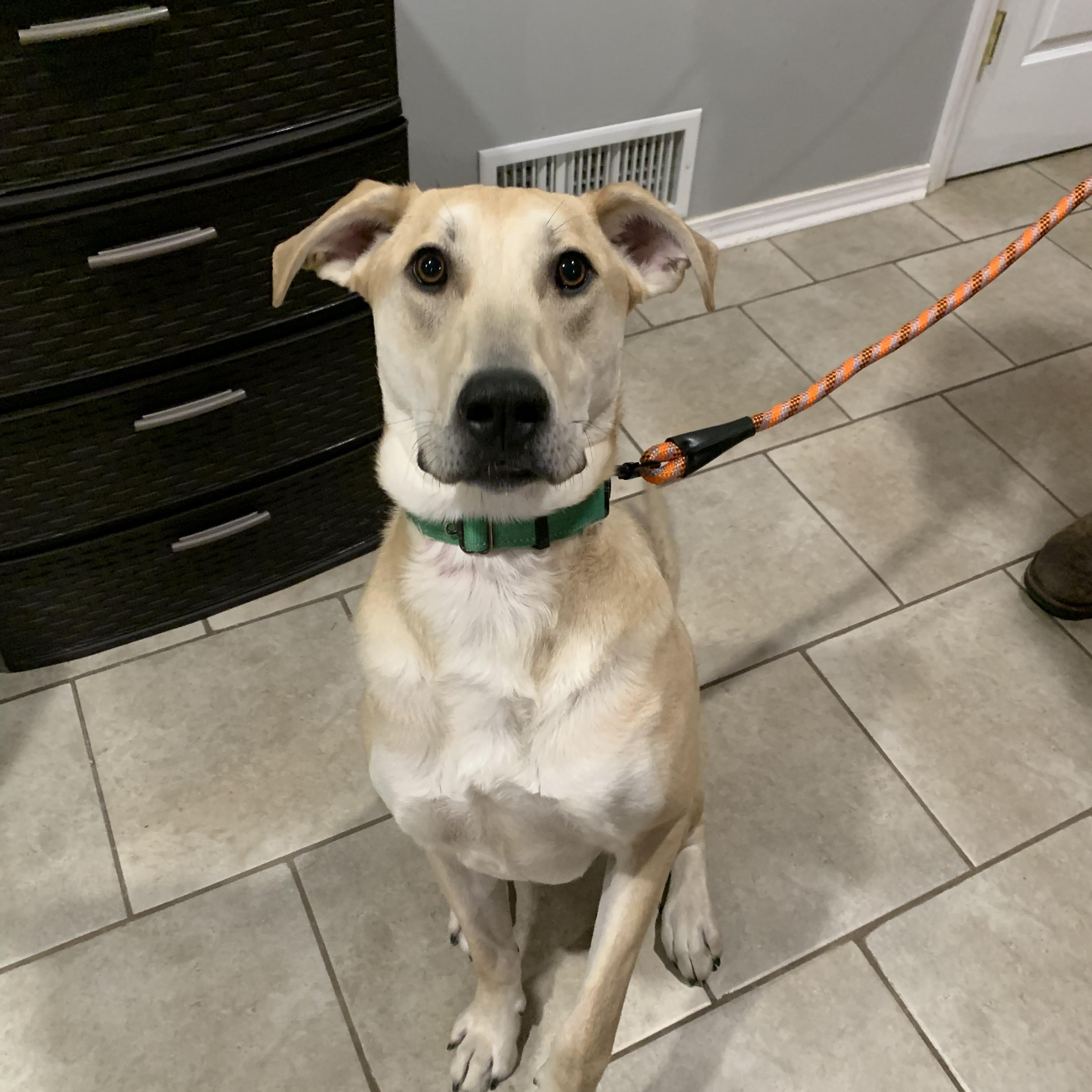 Enlarge Snickers, an adoptable mixed breed in Sparta, NJ image 6/6