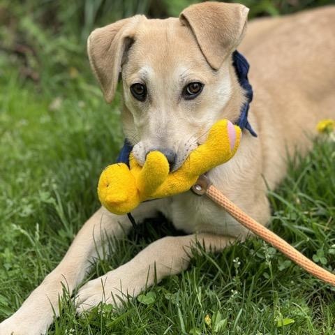 Enlarge Snickers, a Adoptable mixed breed in Sparta, NJ image 4/6