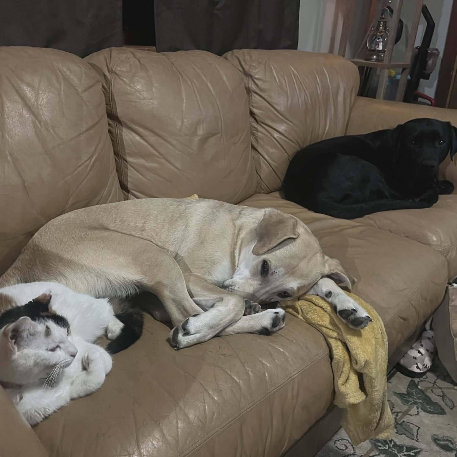 Enlarge Snickers, an adoptable mixed breed in Sparta, NJ image 3/6