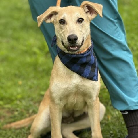 Enlarge Snickers, a Adoptable mixed breed in Sparta, NJ image 1/6