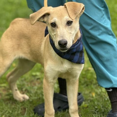 Enlarge Snickers, a Adoptable mixed breed in Sparta, NJ image 2/6