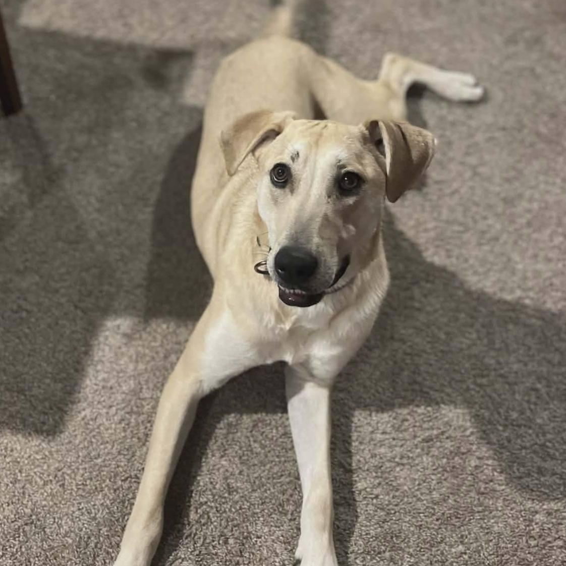 Enlarge Snickers, an adoptable mixed breed in Sparta, NJ image 1/6