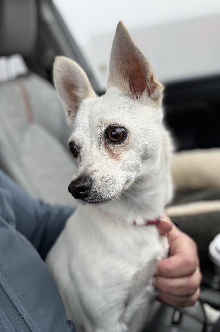 Opal, Adopted, Young Female Chihuahua.
