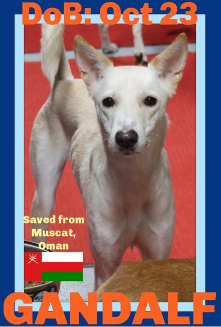 GANDALF - $350, Adoptable, Adult Male Whippet & Saluki.