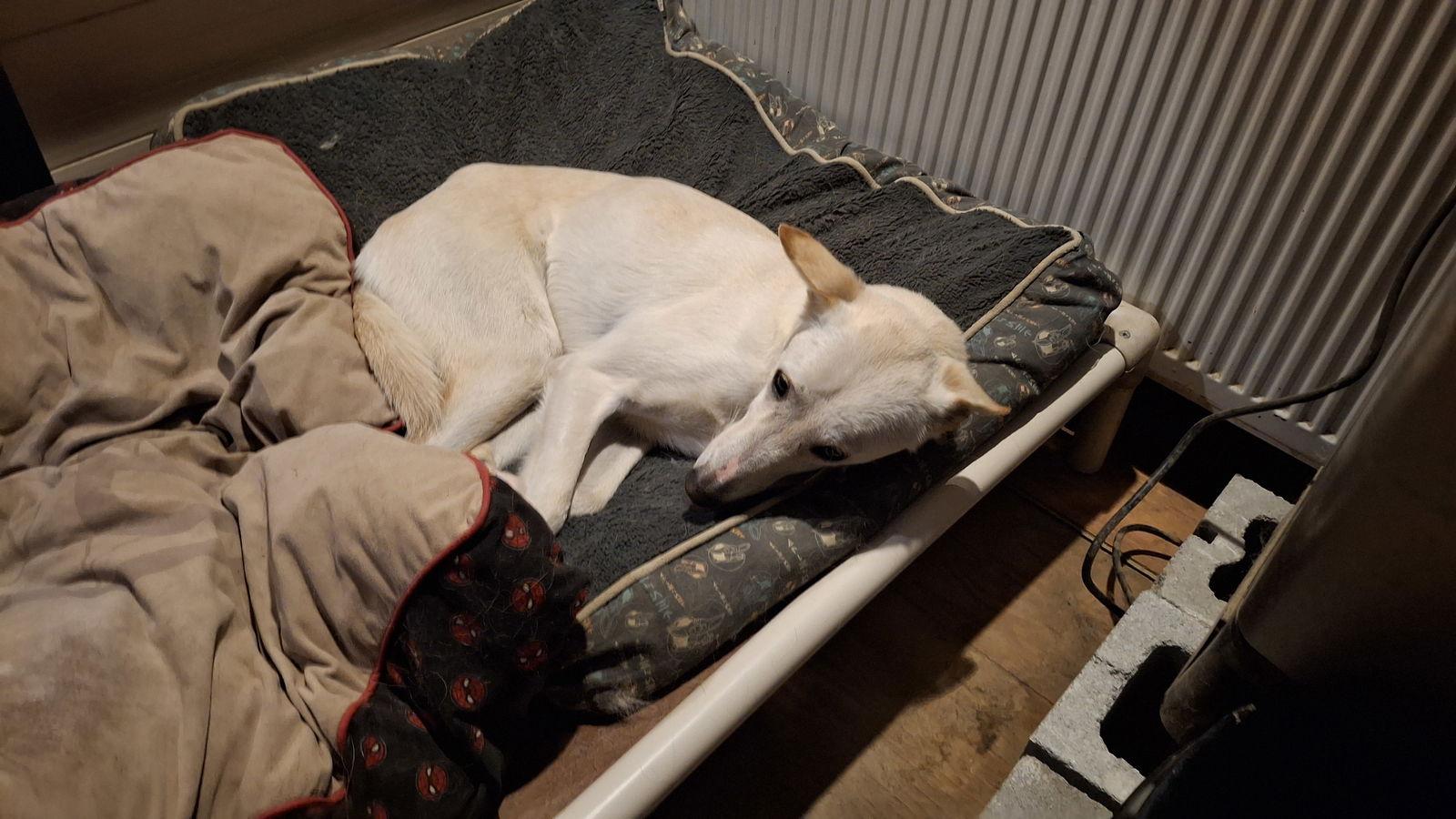 GANDALF - $150, Adoptable, Adult Male Whippet & Saluki.