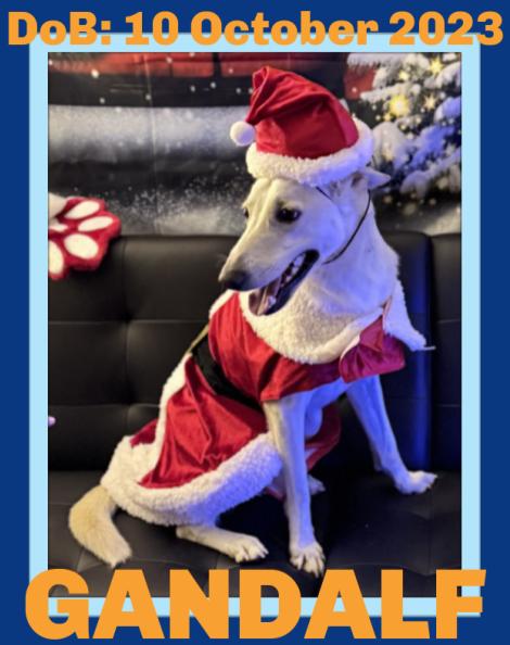 Enlarge GANDALF - $150, a Adoptable mixed breed in Sebec, ME image 2/3