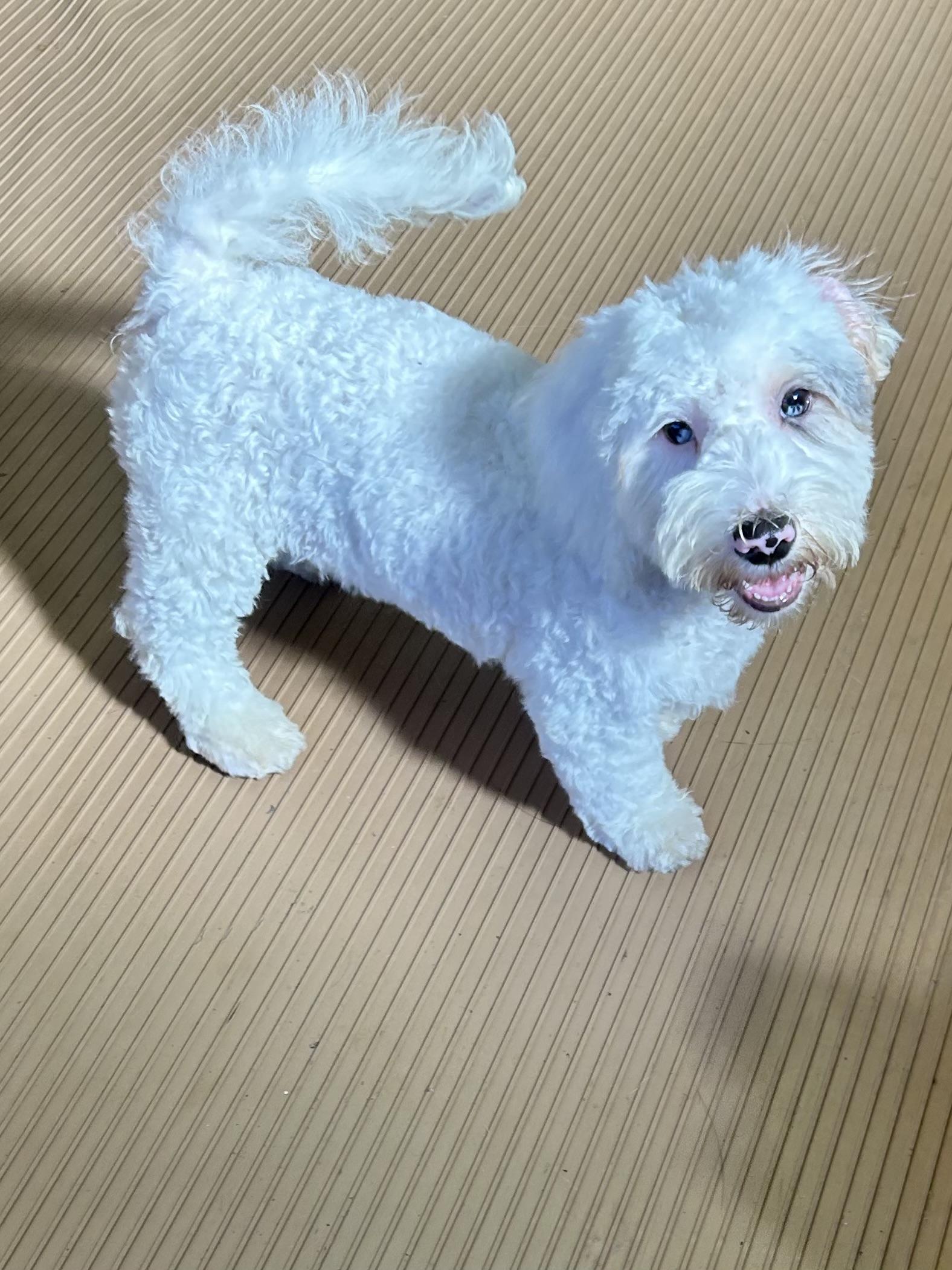 Enlarge ICE MAN (mini), a Adopted Bernedoodle in Elyria, OH image 5/6