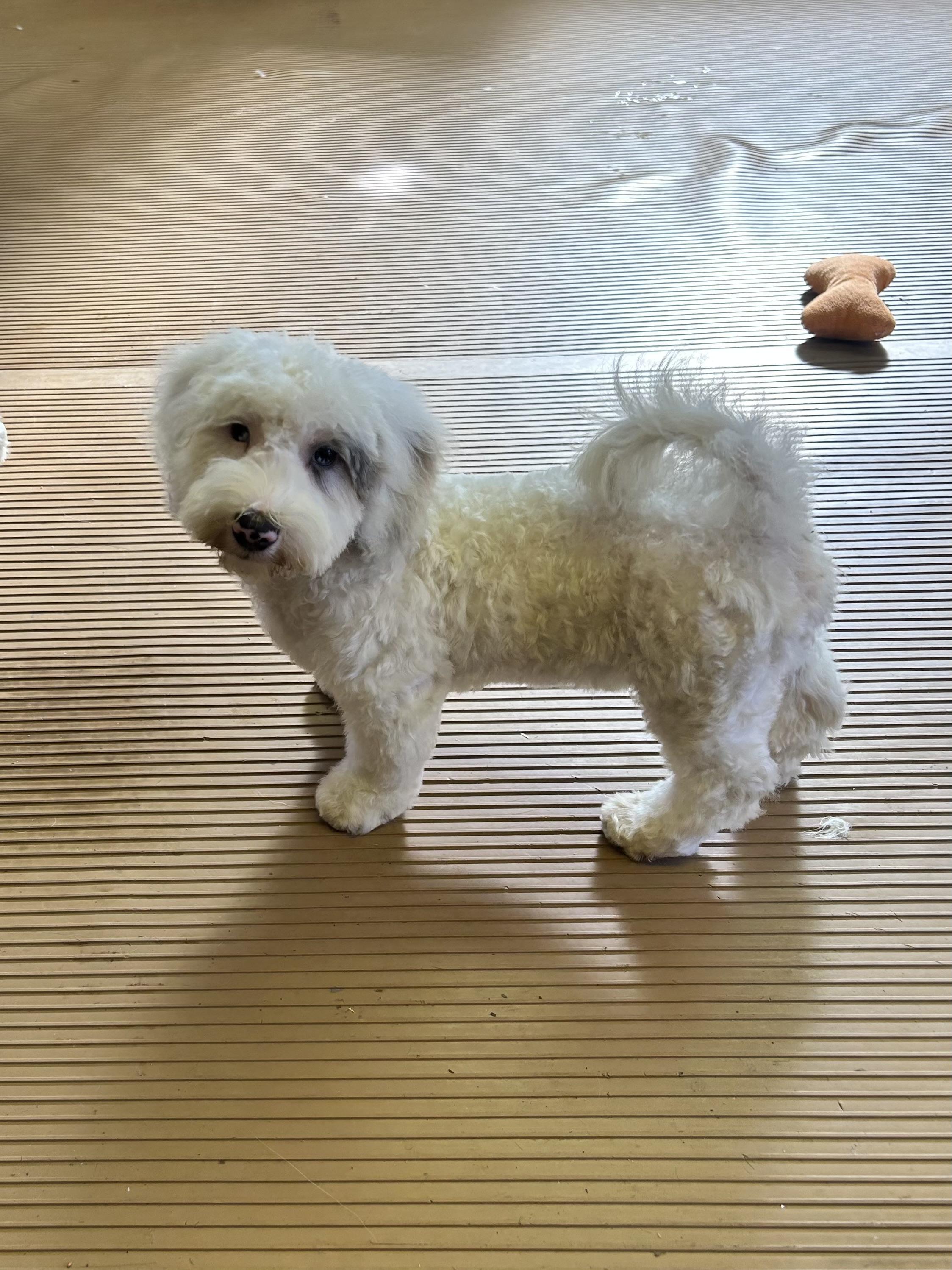 Enlarge ICE MAN (mini), a Adopted Bernedoodle in Elyria, OH image 4/6