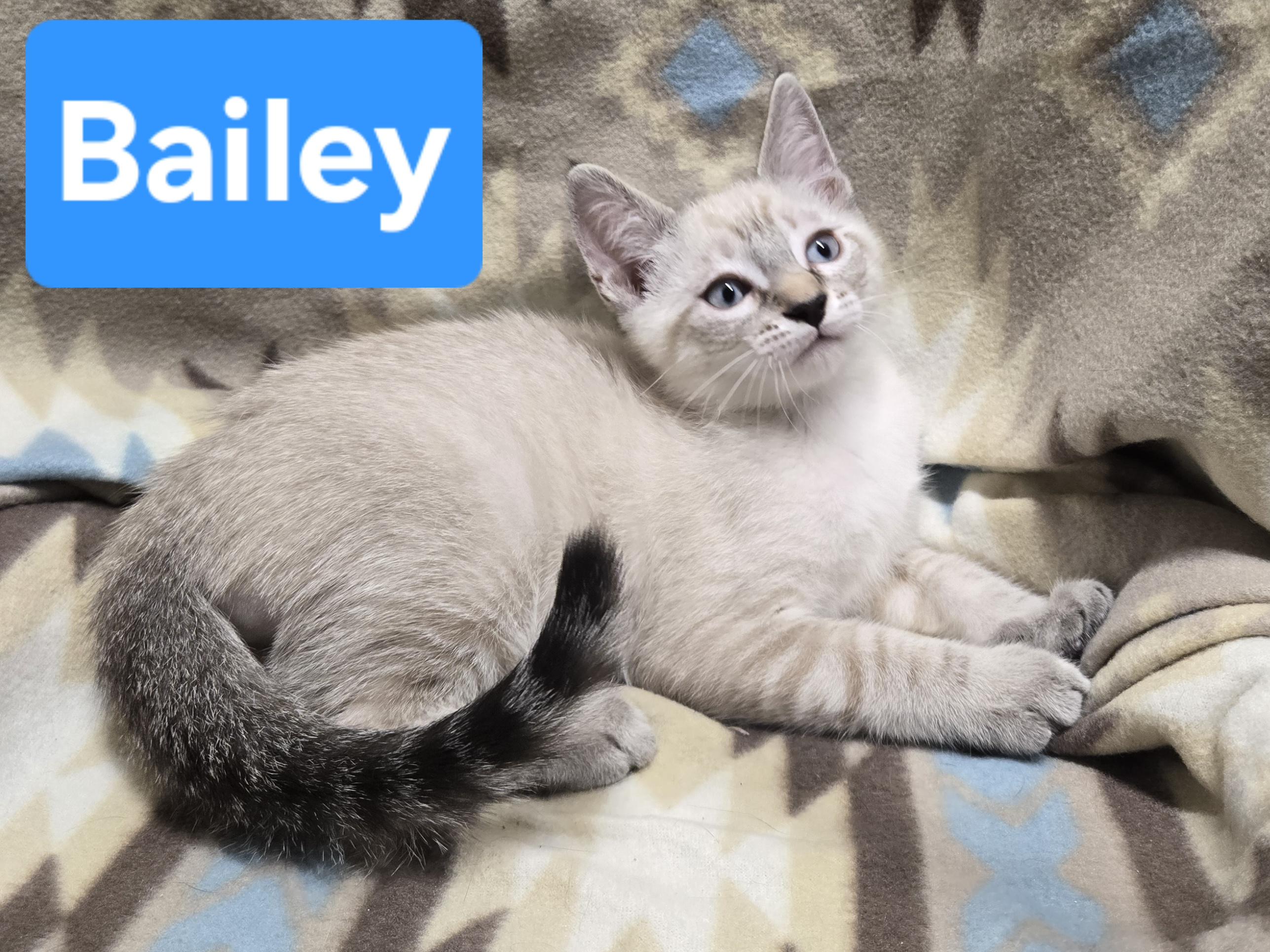 Enlarge Bailey, a Adopted Siamese in Fullerton, CA image 1/1