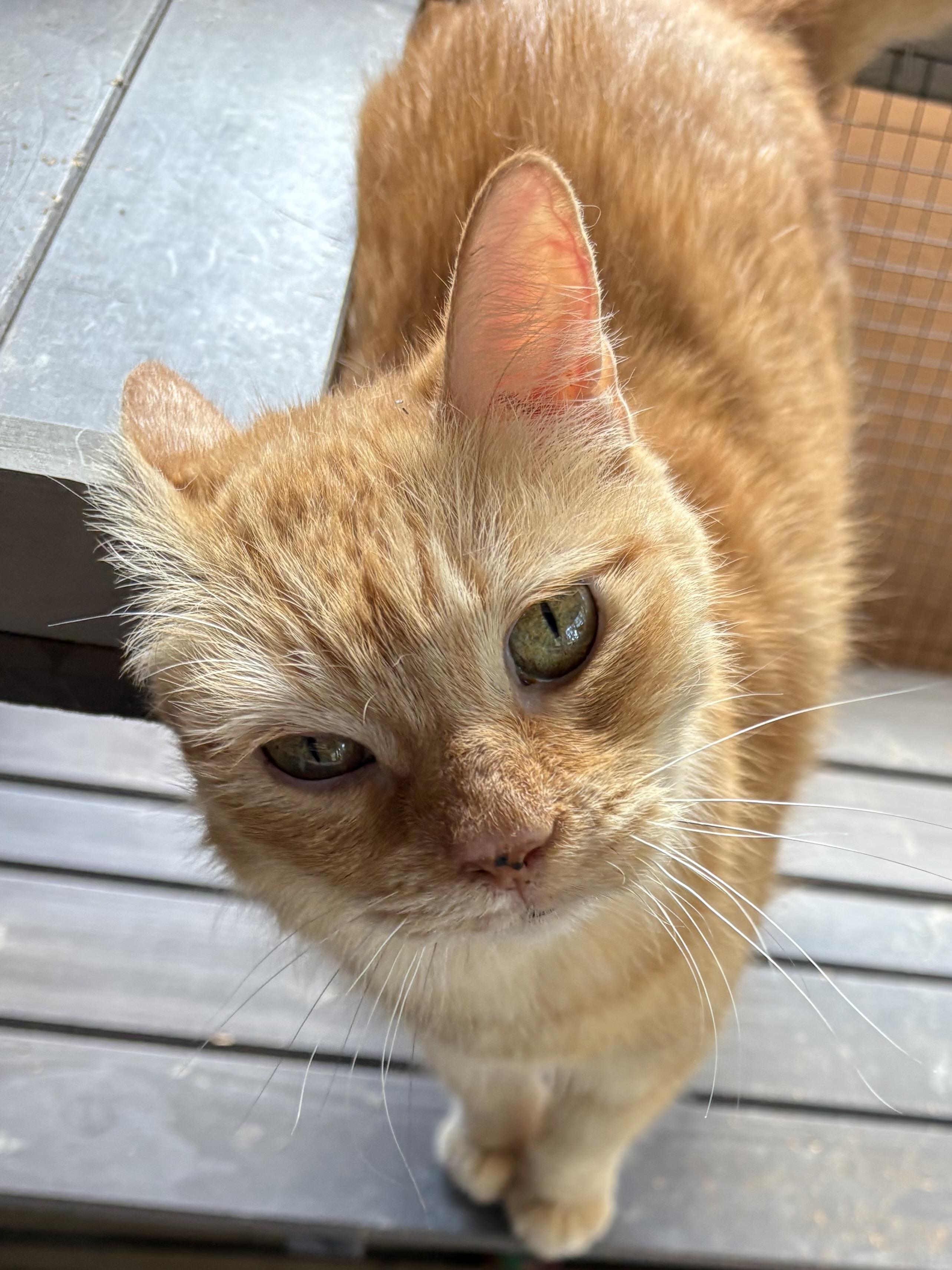 Heidi, Adoptable, Senior Female American Shorthair.