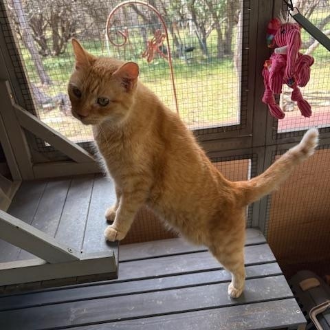 Heidi, a Adoptable American Shorthair in Bertram, TX image 2/2