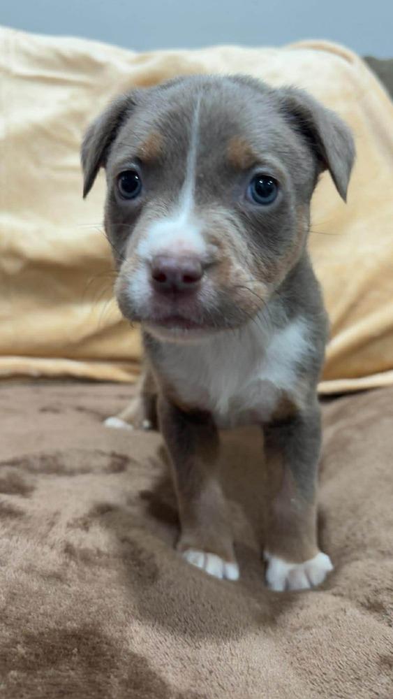 Mercedes, Adoptable, Puppy Male Mixed Breed.