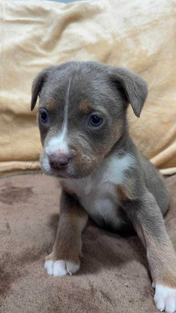 Enlarge Mercedes, a Adoptable mixed breed in Wendell, NC image 2/3