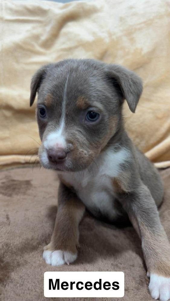 Enlarge Mercedes, a Adoptable mixed breed in Wendell, NC image 3/3