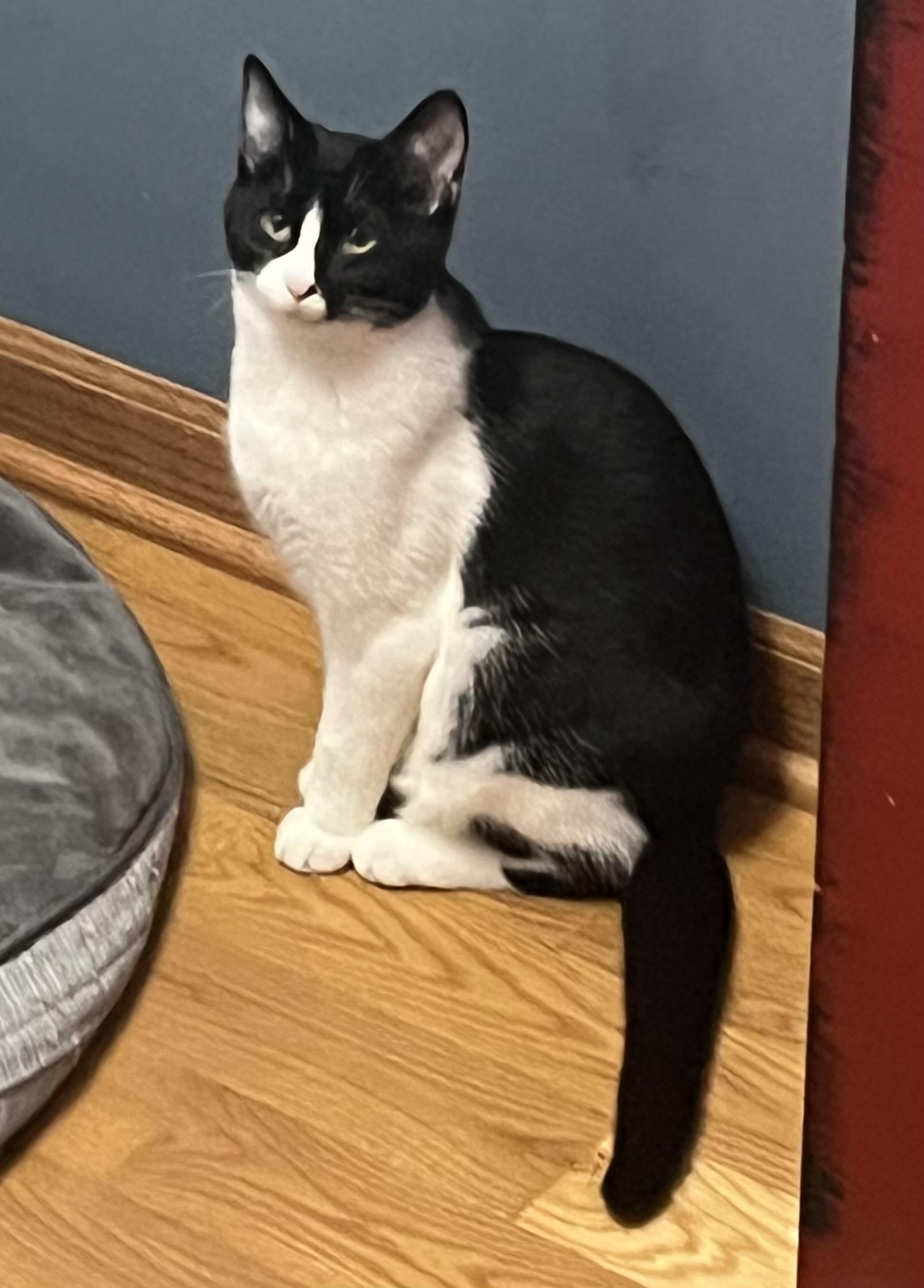 Enlarge Daisy, an adoptable Domestic Short Hair in Lemont, IL image 5/5