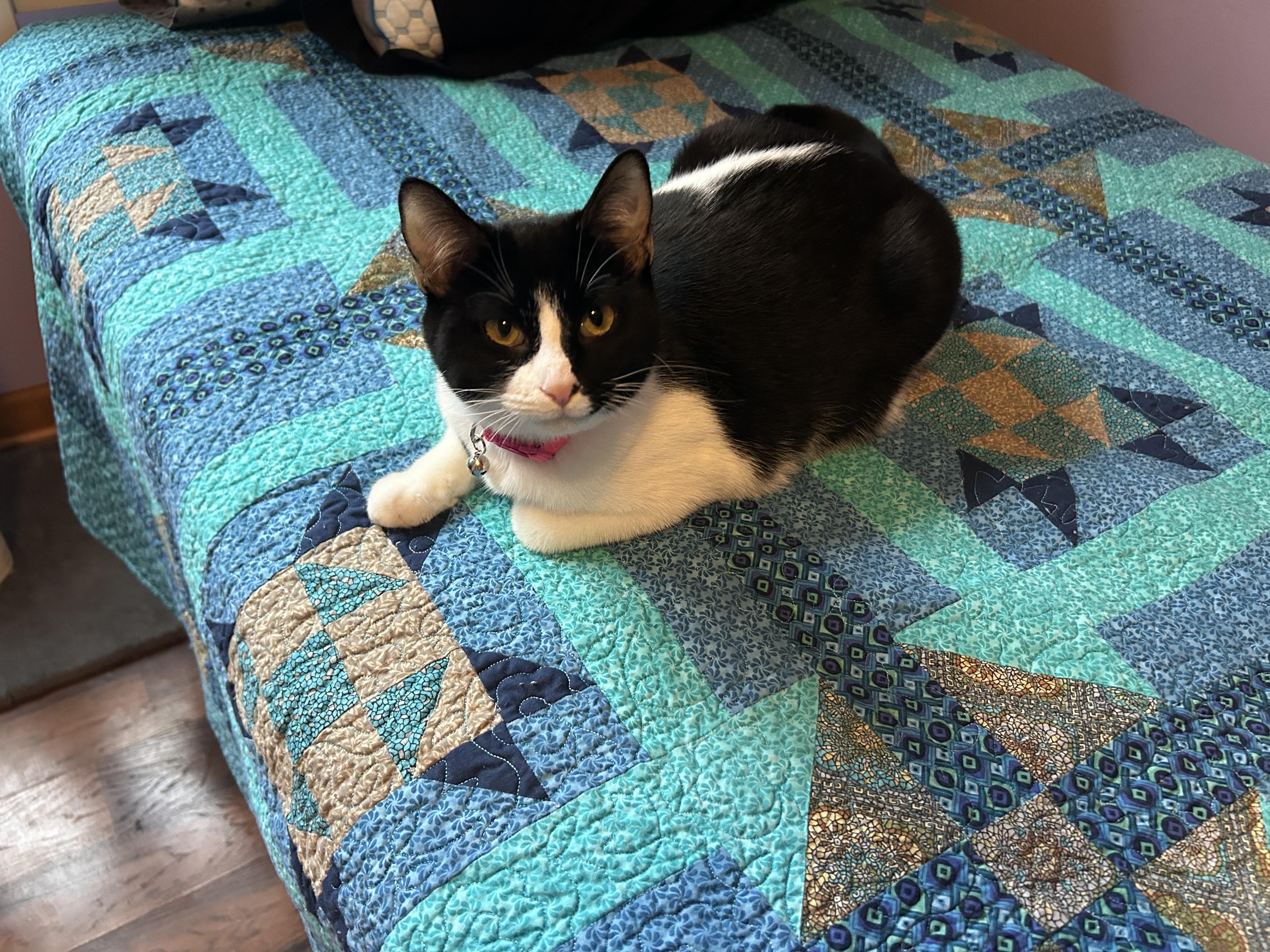 Enlarge Daisy, an adoptable Domestic Short Hair in Lemont, IL image 4/5