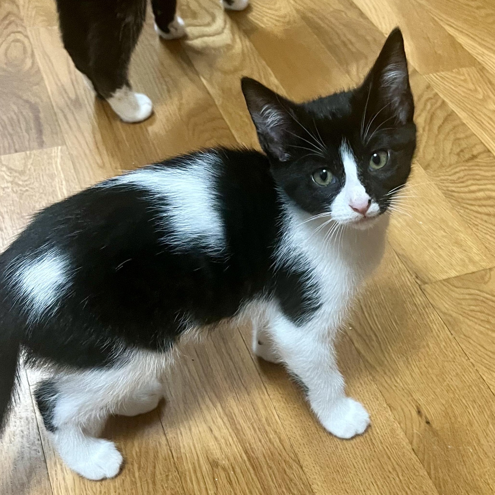 Enlarge Daisy, an adoptable Domestic Short Hair in Lemont, IL image 3/4